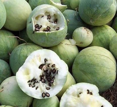 可以炒着吃的瓜是黑瓜子,美味可口，炒制佳肴的秘密