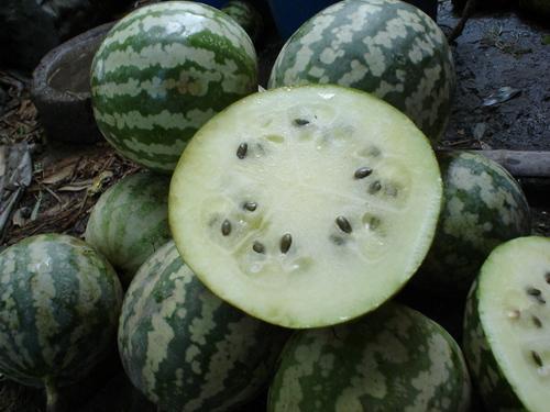 绿宝瓜今日价格表