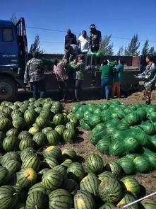 白海黑少 吃瓜,揭秘娱乐圈的瓜田秘闻