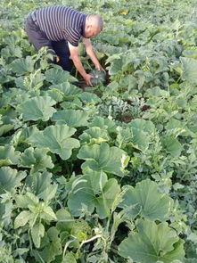 白海黑少 吃瓜,揭秘娱乐圈的瓜田秘闻