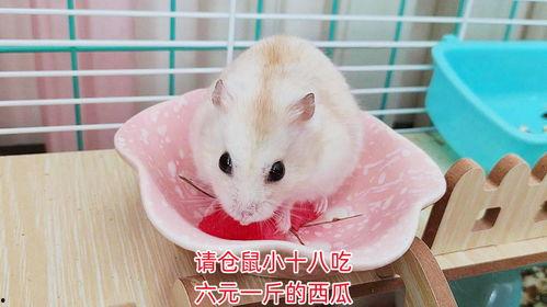 猫瓜今日多少钱一斤,今日行情多少钱一斤？