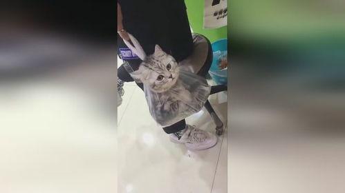 猫瓜今日多少钱一斤,今日行情多少钱一斤？