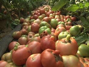 今日新鲜事瓜视频,揭秘娱乐圈最新热点事件