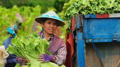 今日新鲜事瓜视频,揭秘娱乐圈最新热点事件