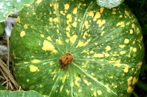 今日新鲜事瓜视频,揭秘娱乐圈最新热点事件