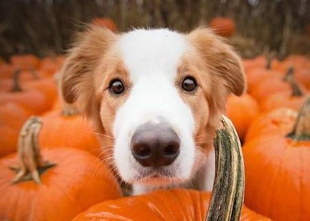 黑贝瓜是南瓜吗怎么吃的,南瓜家族的新成员，独特吃法大揭秘