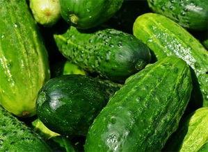 五龙小白瓜今日价格表,市场行情一览”