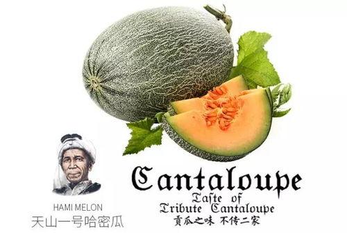 黑狐吃瓜,揭秘娱乐圈幕后风云