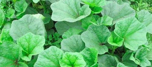 野菜羡羡吃瓜爆料,揭秘娱乐圈幕后真相