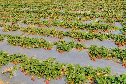 保山小瓜今日价格,今日行情一览”
