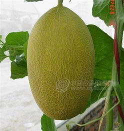 海南哈密瓜今日价格行情,价格行情一览