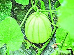 今日田瓜行情,今日价格波动及趋势分析