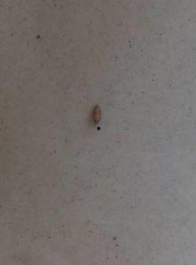 黑壳虾吃小瓜虫卵吗,黑壳虾对小瓜虫卵的摄食行为探究