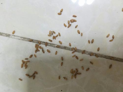 黑壳虾吃小瓜虫卵吗,黑壳虾对小瓜虫卵的摄食行为探究