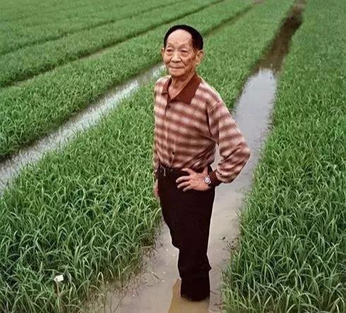 吃瓜爆料袁隆平图片,瓜田里的“种瓜得瓜”传奇人生