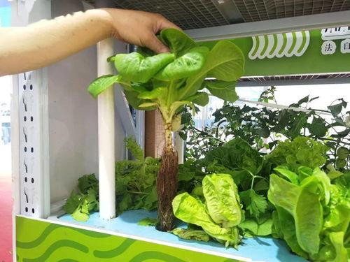 丽水今日大瓜,揭秘惊人内幕，引发网友热议