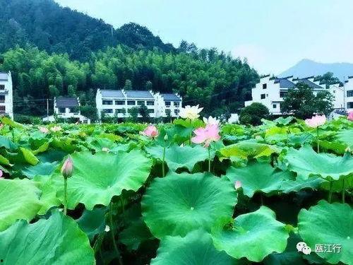 丽水今日大瓜,揭秘惊人内幕，引发网友热议