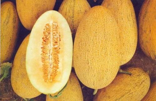 嘉兴今日哈密瓜价格,品质佳品，实惠之选