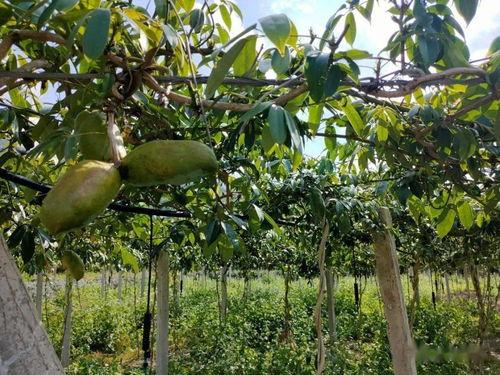 八月瓜今日头条