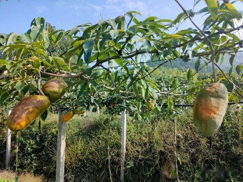 八月瓜今日头条