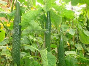 今日鲜瓜价格最新行情,价格波动解析与市场趋势洞察